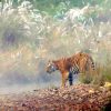 BT Congo<h6><i class="fa fa-map-marker" aria-hidden="true"></i> Baherakhar, Madhya Pradesh</h6> - Image 14
